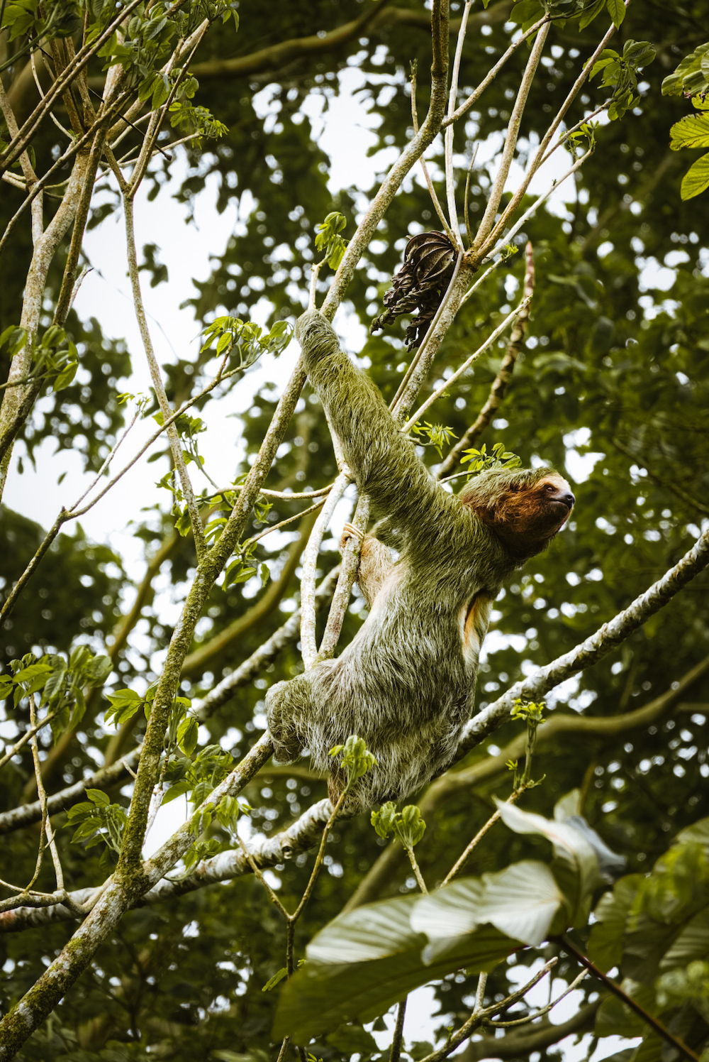 Luiaarden spotten in La Fortuna