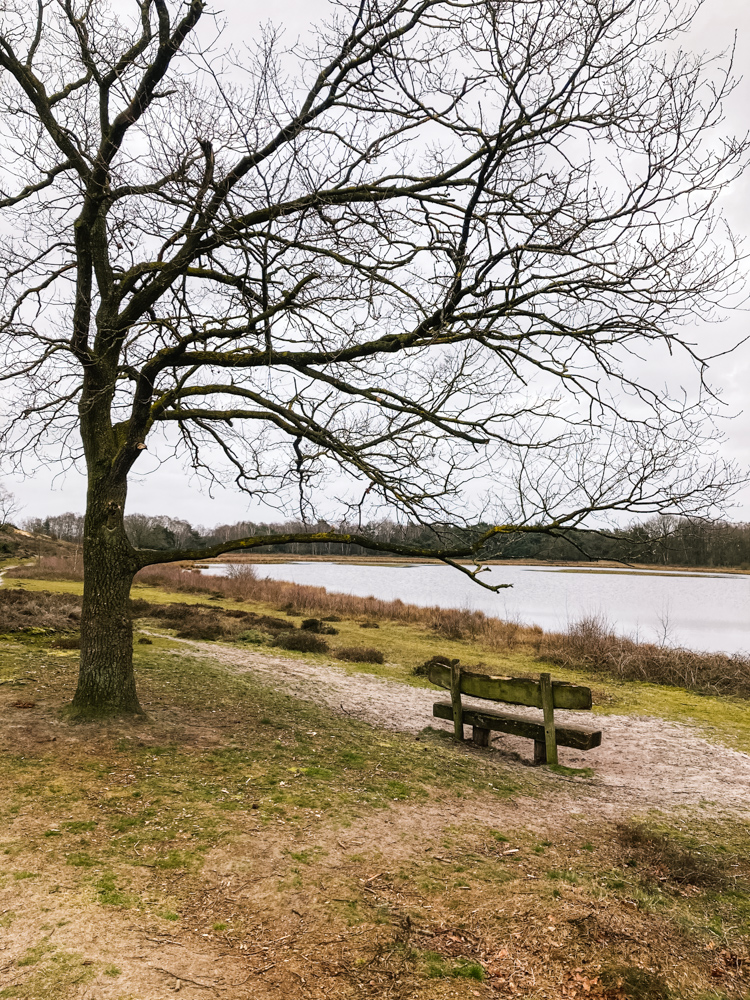 Maasduinen limburg Bankje bij Reindersmeer