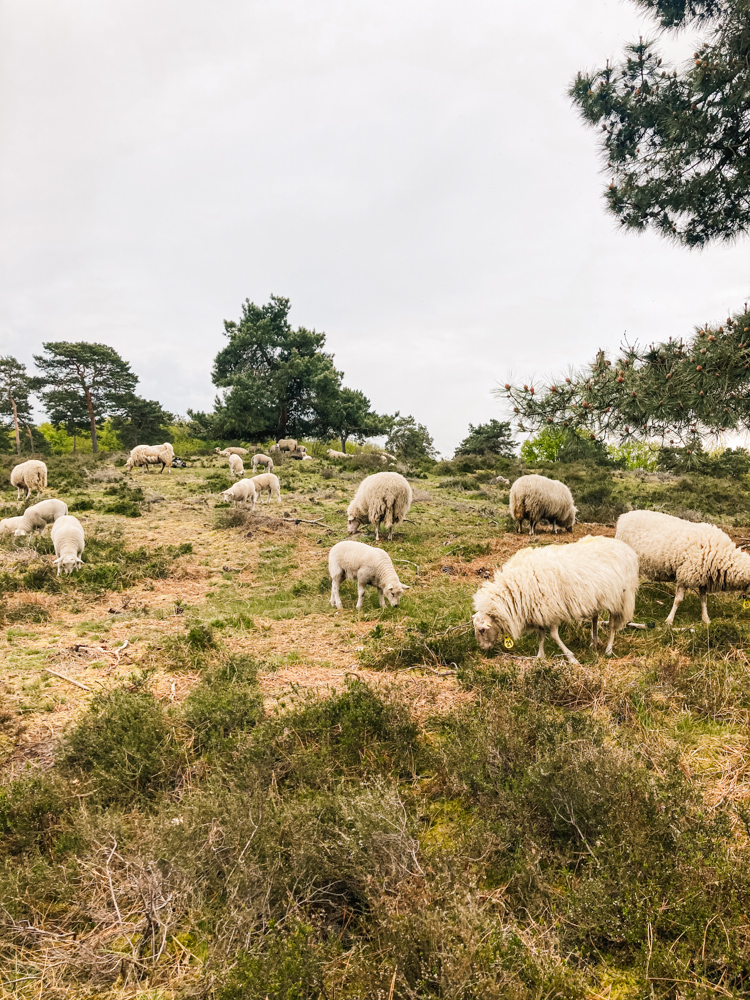 Maasduinen wandelen Schapen onderweg