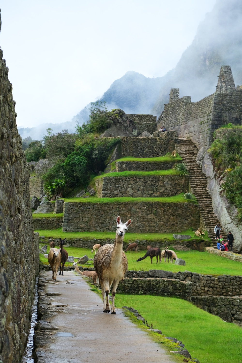 Machu Picchu, Cusco