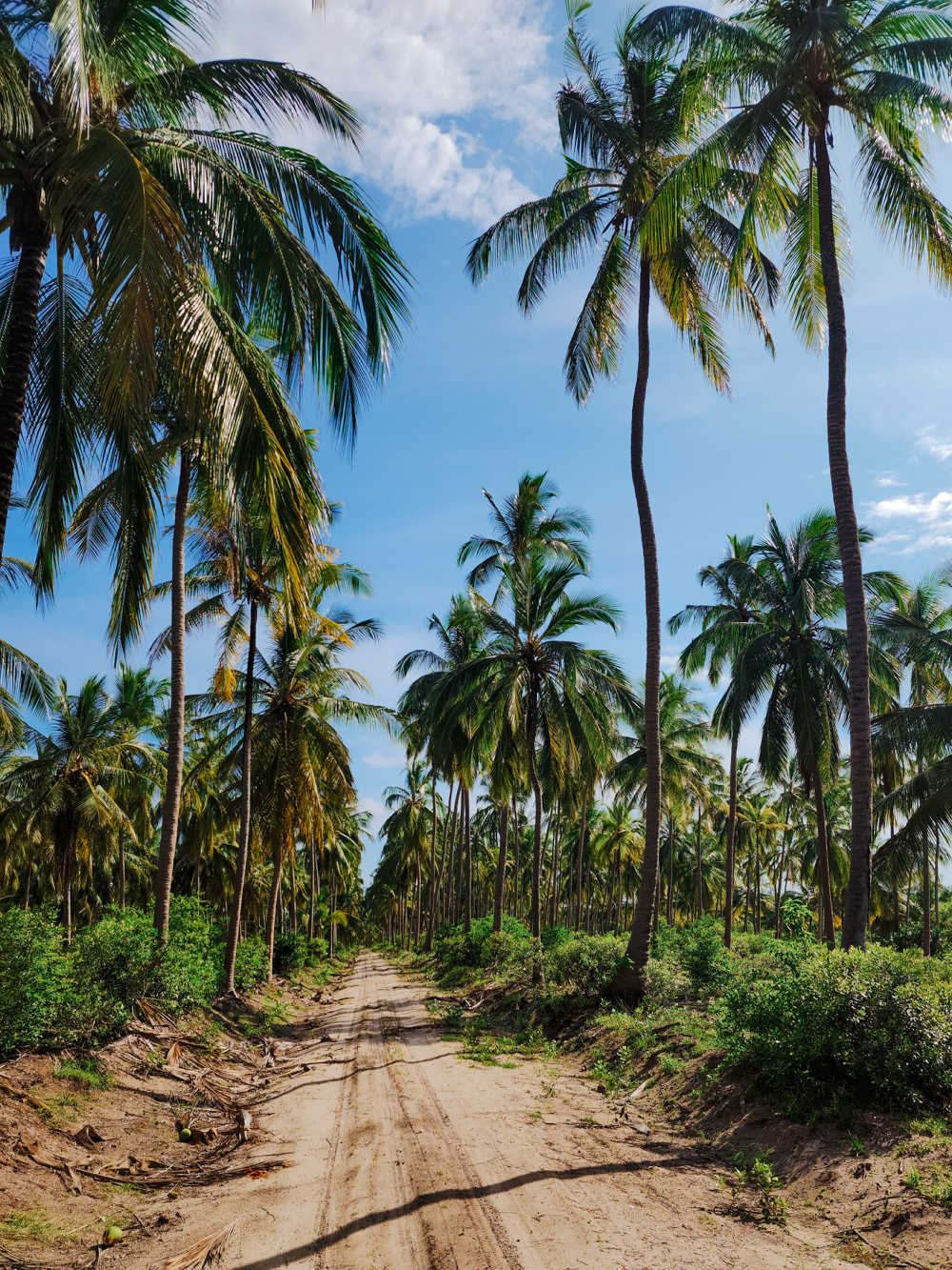 Mafia eiland tanzania