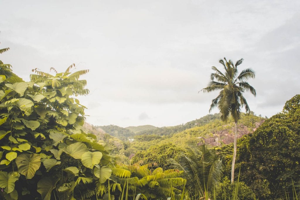 Mahe Seychellen regenwoud