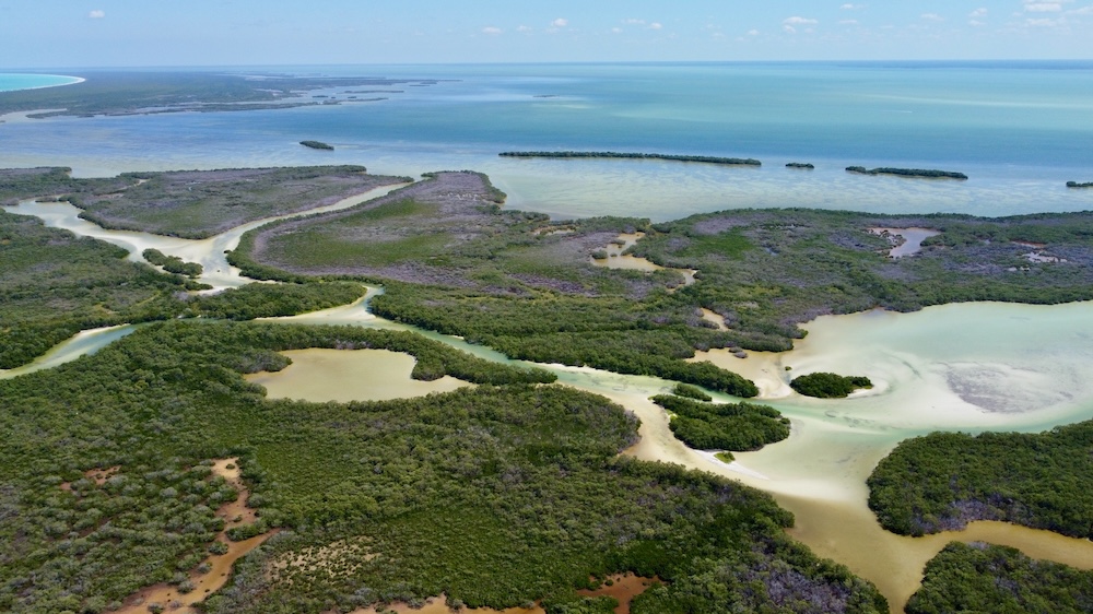 Mangrove Holbox