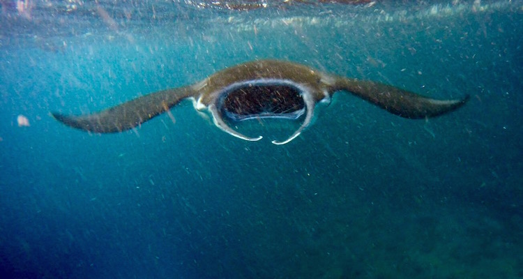 Manta Point Nusa Eilanden in Bali tips