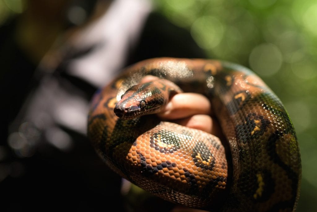 Manu Jungle Peru Boa Slang