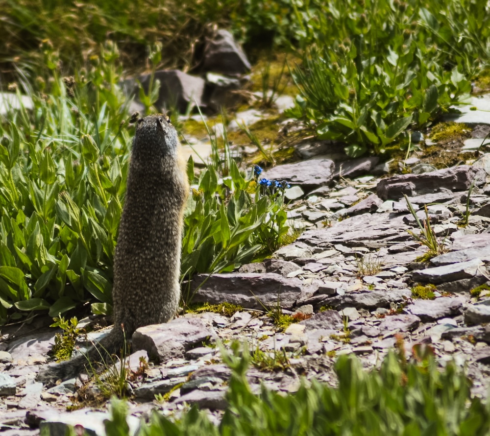 Marmot Glacier NP