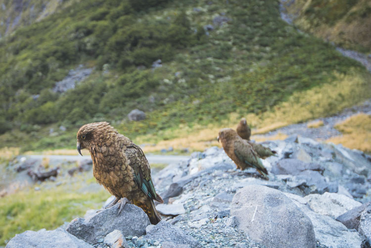 Milford Sound onderweg Nieuw Zeeland