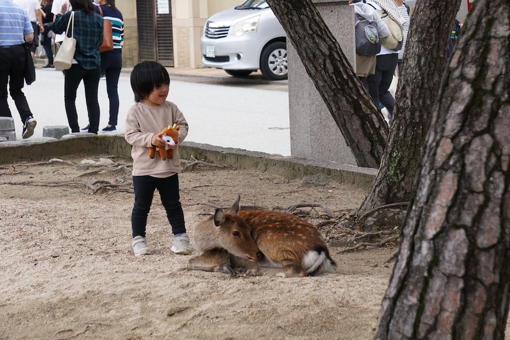 Miyajima, hertje