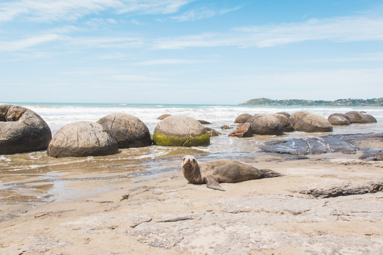 Moeraki Boulders Nieuw-Zeeland zeehond-2