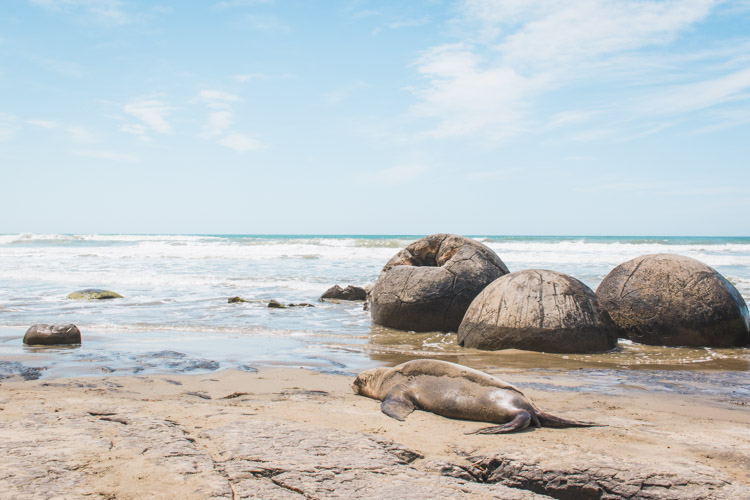 Moeraki Boulders Nieuw-Zeeland zeehond