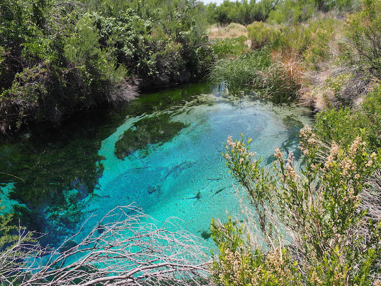 Ash Meadows mojave woestijn