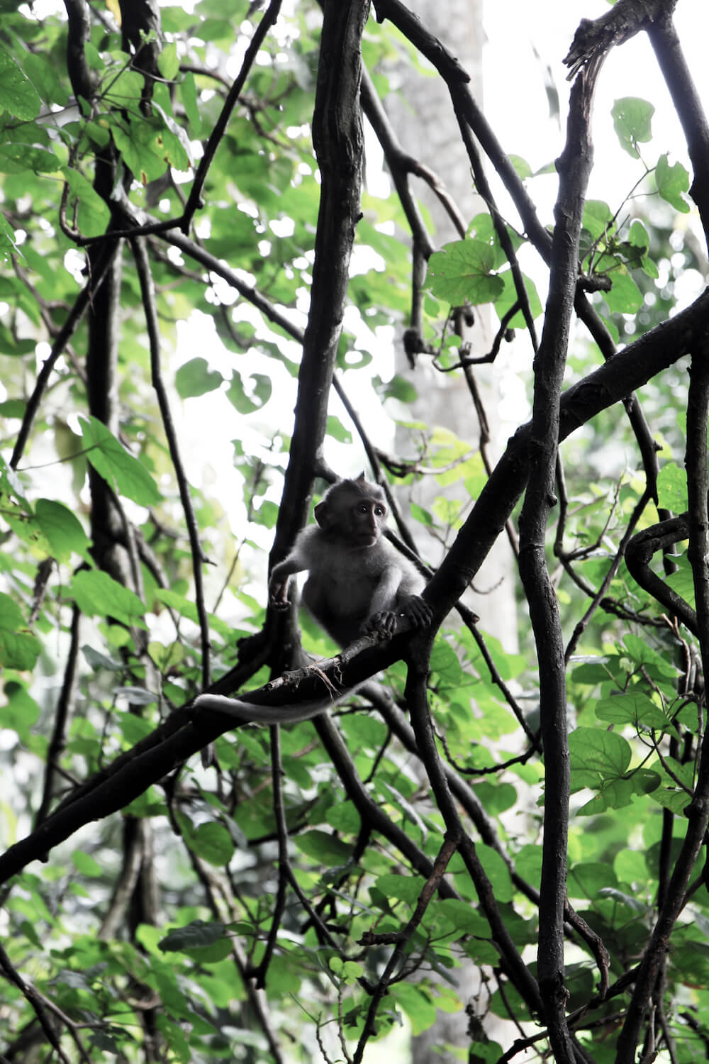 Monkey Forest Ubud