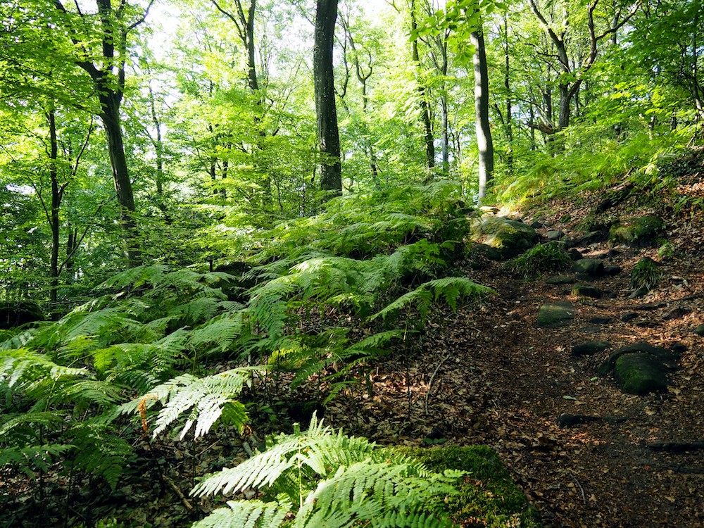 Mullerthal luxemburg bos