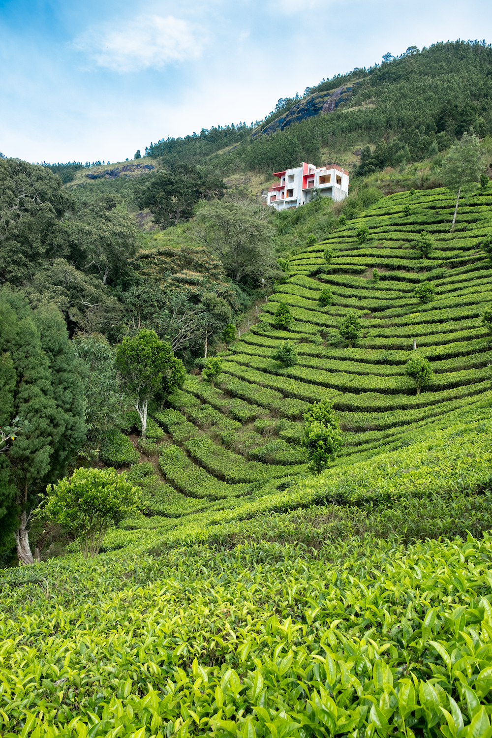 Munnar india theeplantage