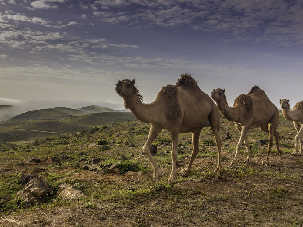 Musandam bezienswaardigheden oman