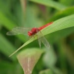 Myanmar natuur