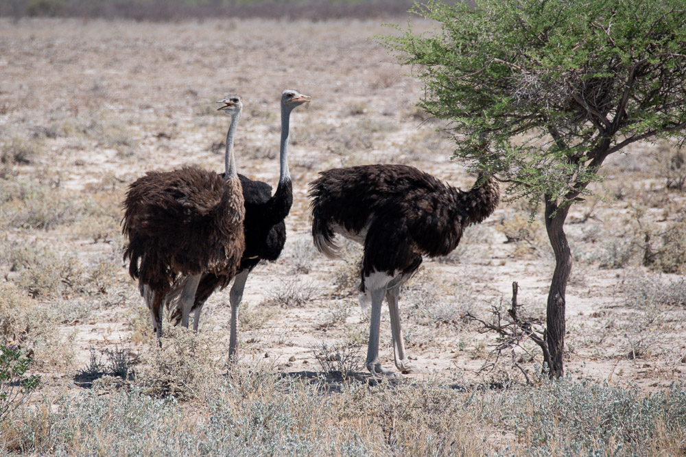 Namibie Etosha National Park neushoorns-2