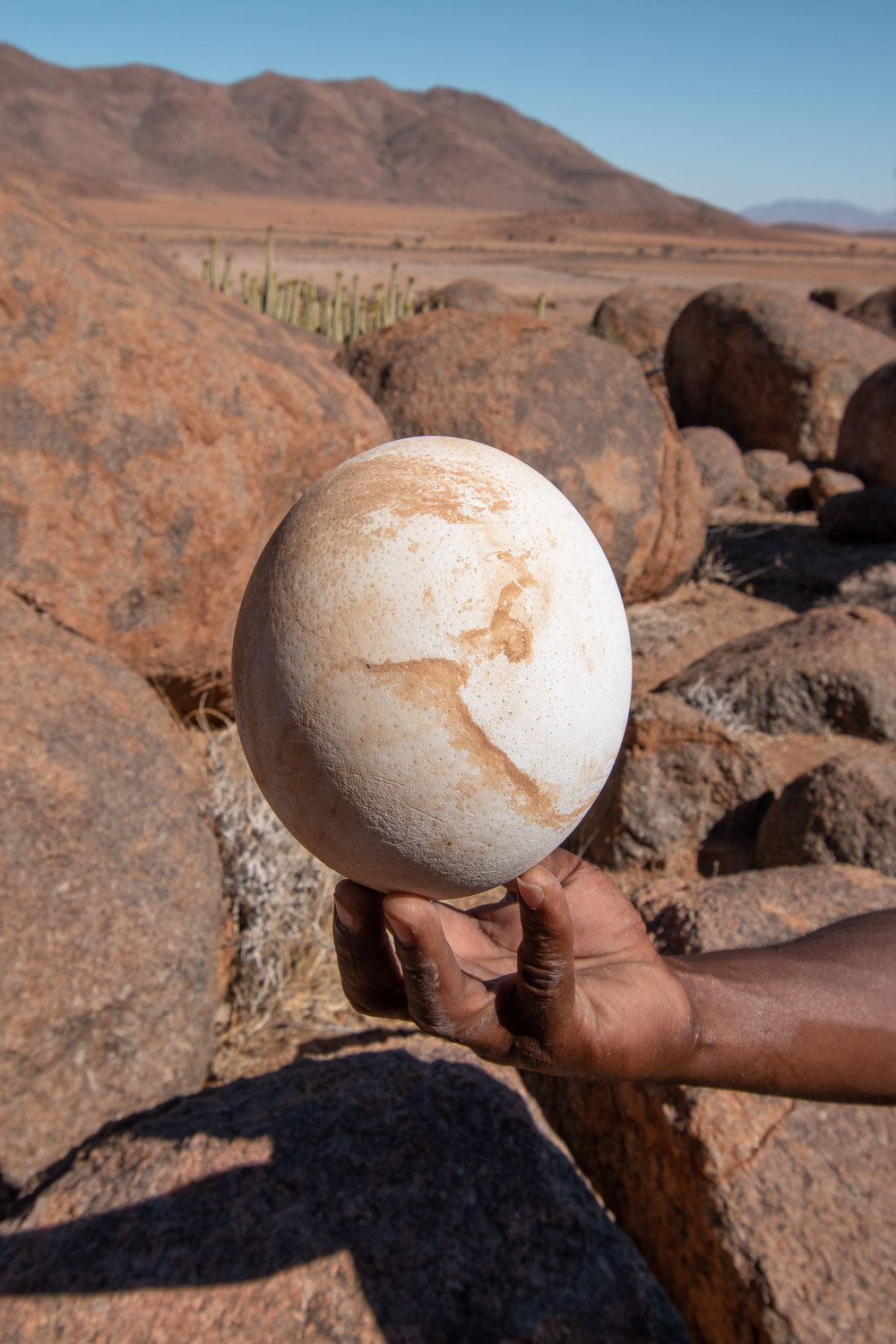 Namibie sonop morning drive struisvogel ei