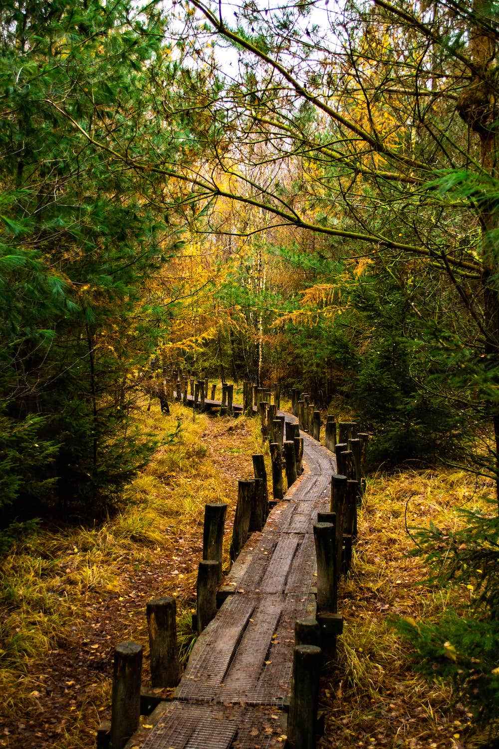 Nationaal Park Dwingelderveld