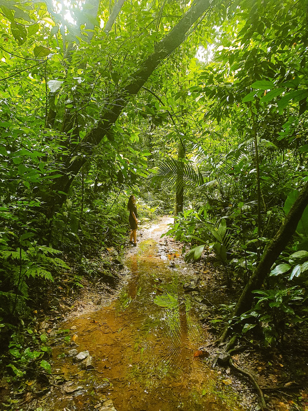 Nationaal park Palenque