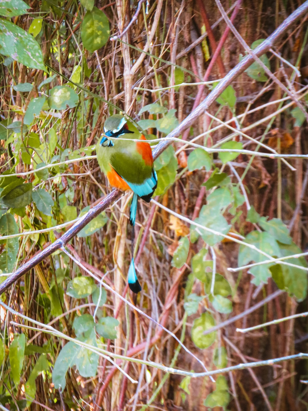 National Vogel Nica