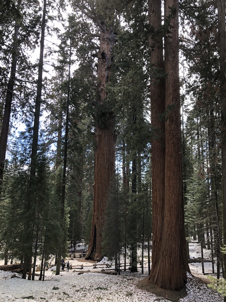 Nationale parken amerika sequoia