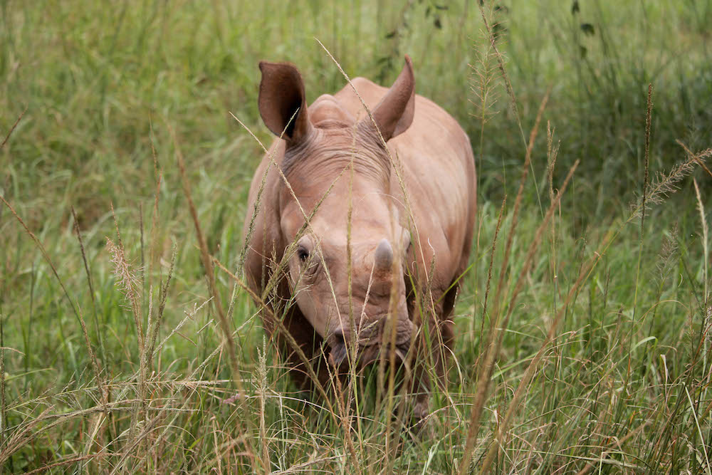 Neushoorn in zuid-afrika