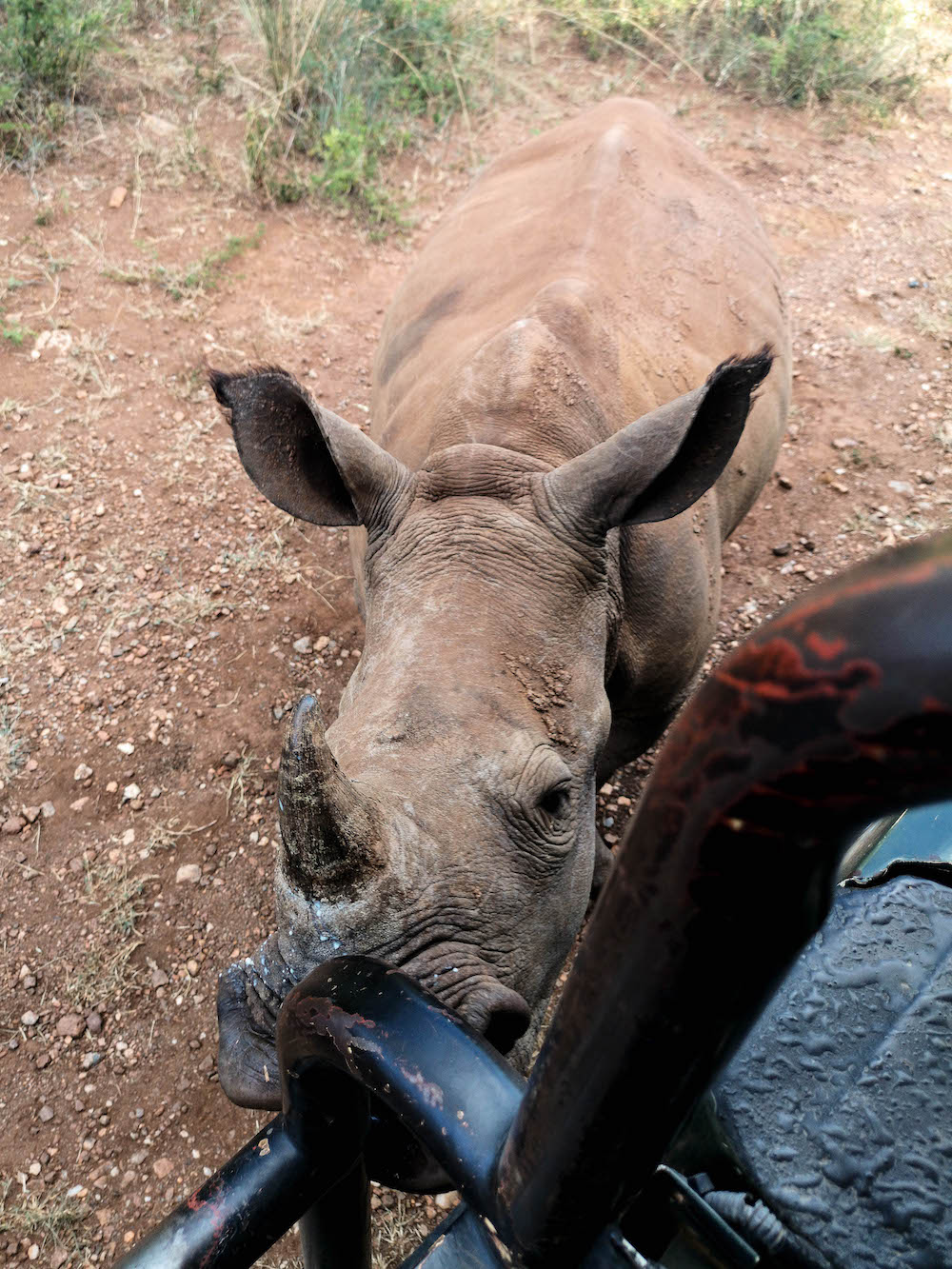 neushoorn safari zuid-afrika