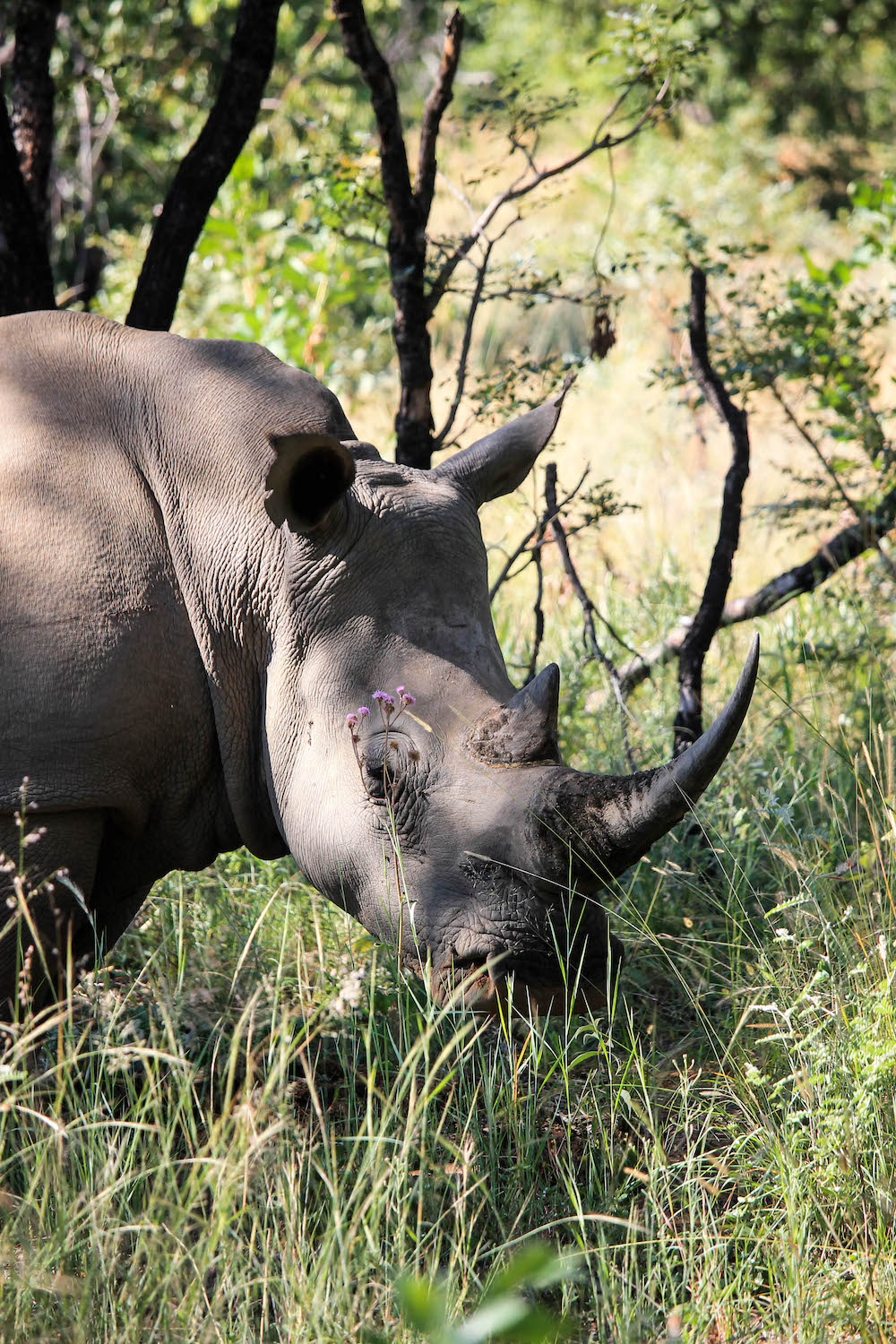 Neushoorn spotten in het wild