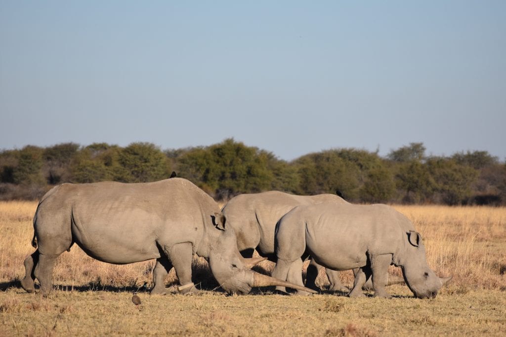 Neushoorns in Botswana tijdens backpacken