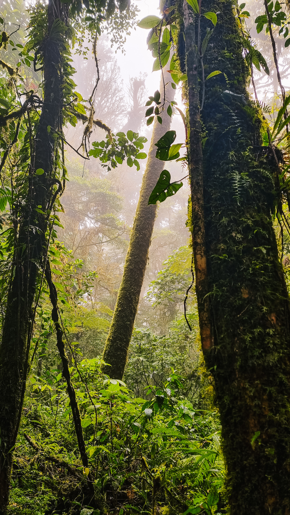 Nevelwoud Monteverde