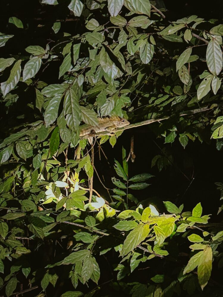 Night walk Taman Negara National Park