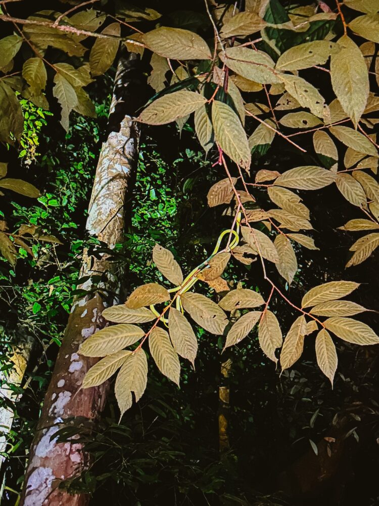 Night walk slang Taman Negara