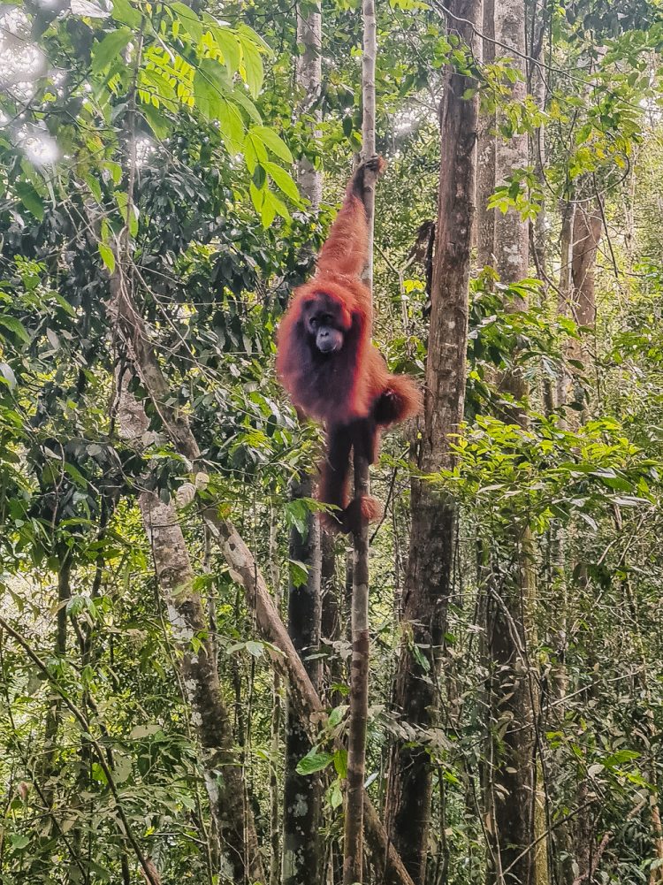 Noord Sumatra Leuser National Park-3