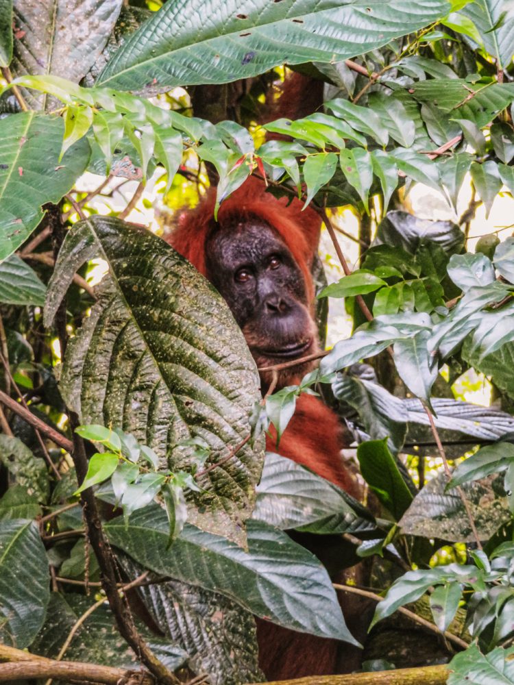 Noord Sumatra Leuser National Park