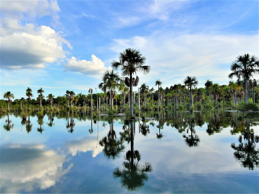 Noord pantanal in Brazilie