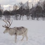 Noorwegen rendieren sami