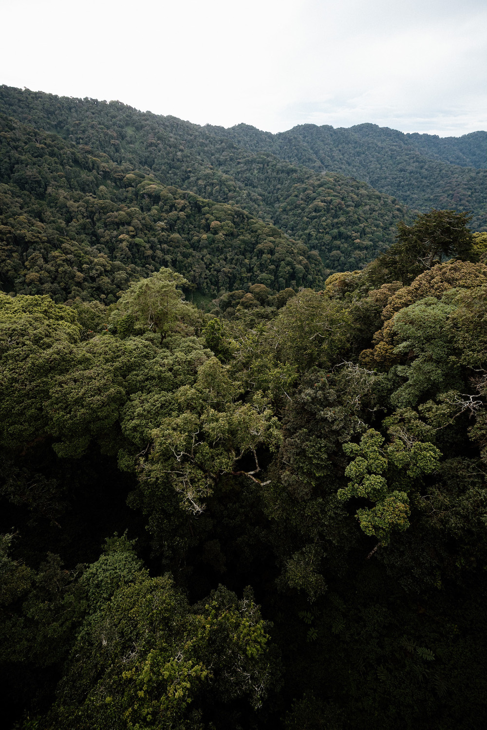 Nyungwe in Rwanda