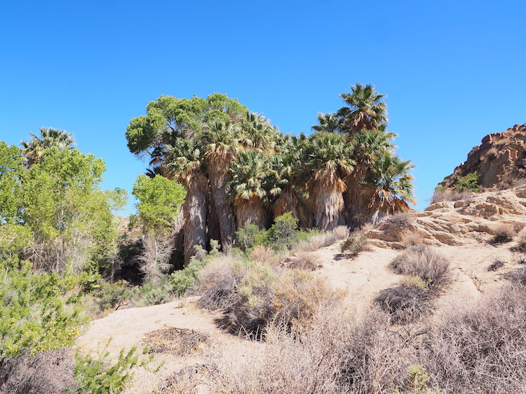 Oase joshua tree national park tips