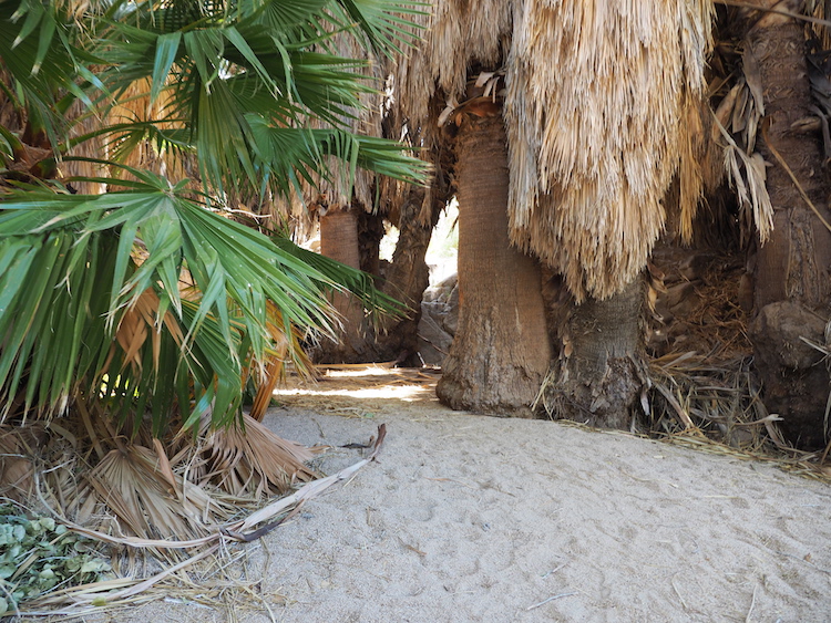 Oase joshua tree np