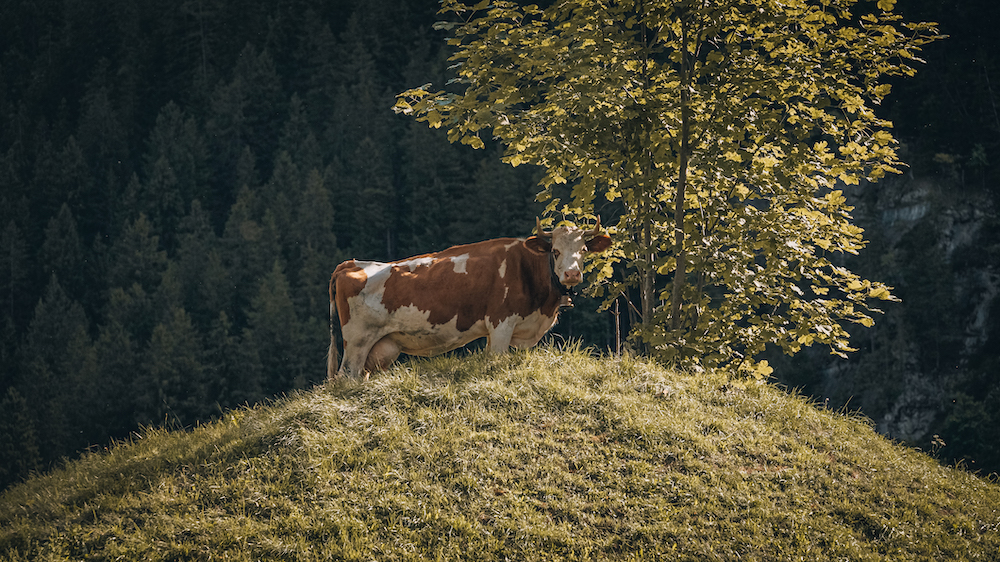 Oeschinensee hike Zwitserland