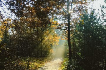 Oisterwijkse Vennen en Bossen