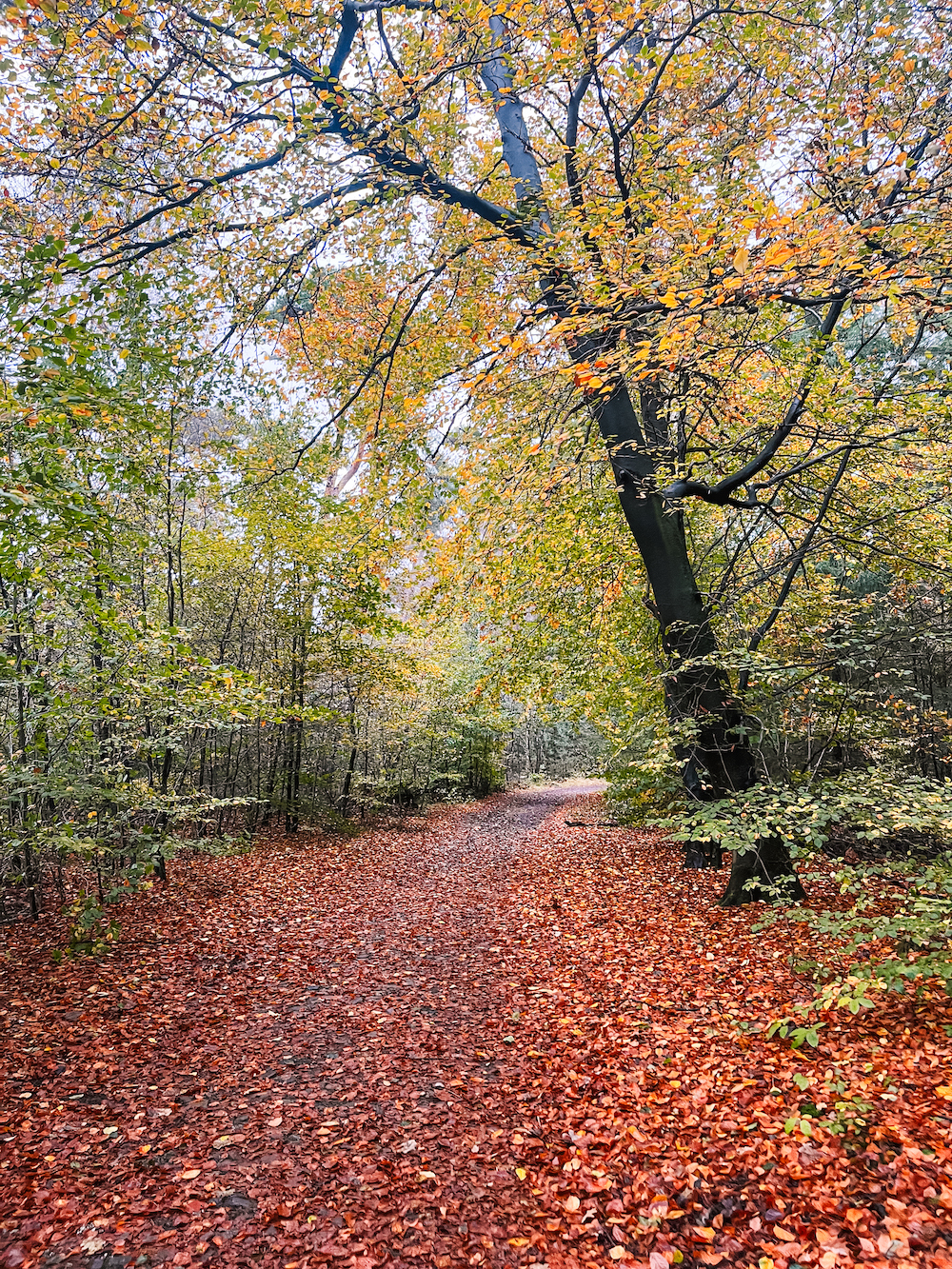 Oisterwijkse bossen en vennen