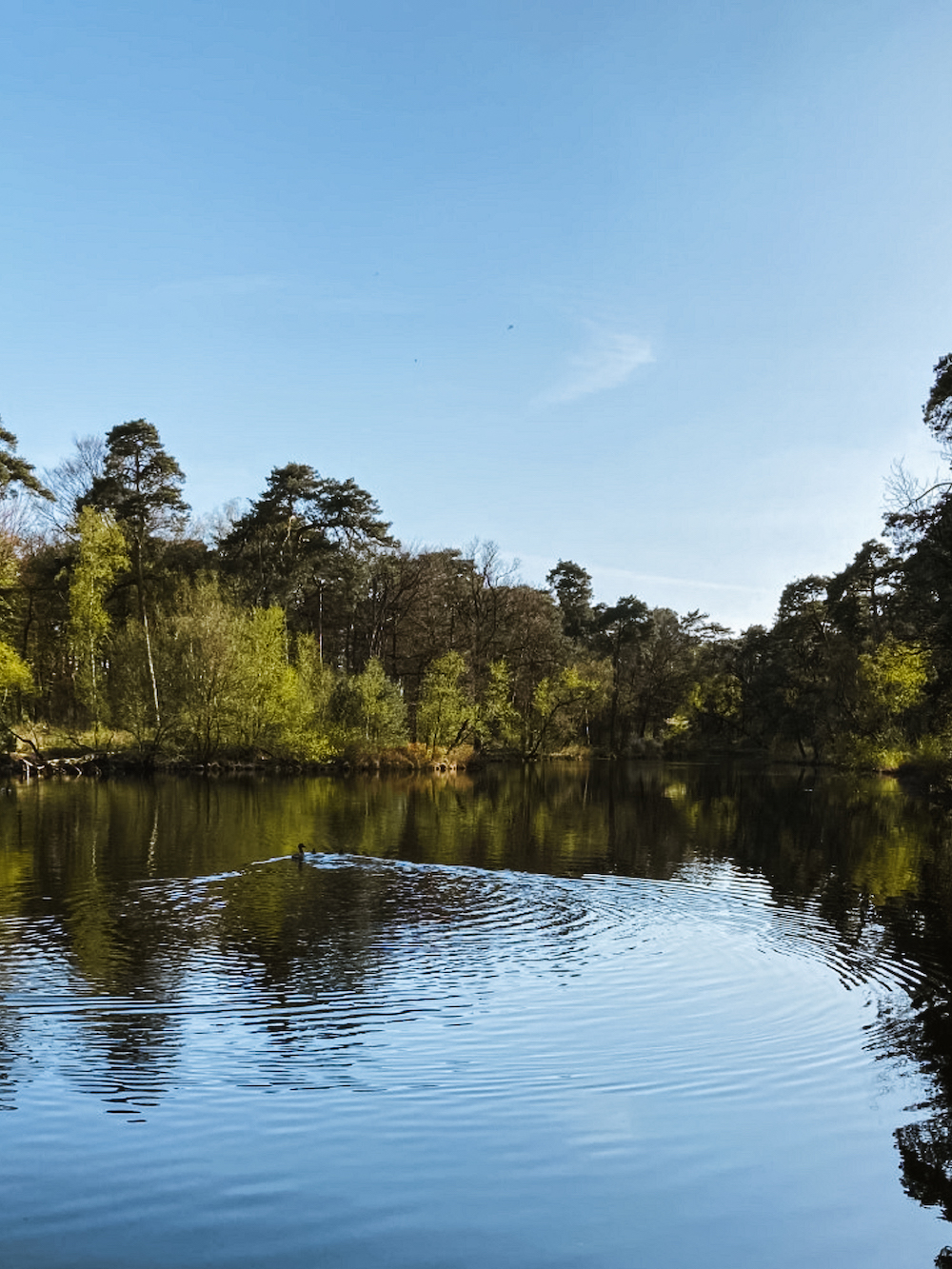 Oisterwijkse vennen, wandelen in Brabant