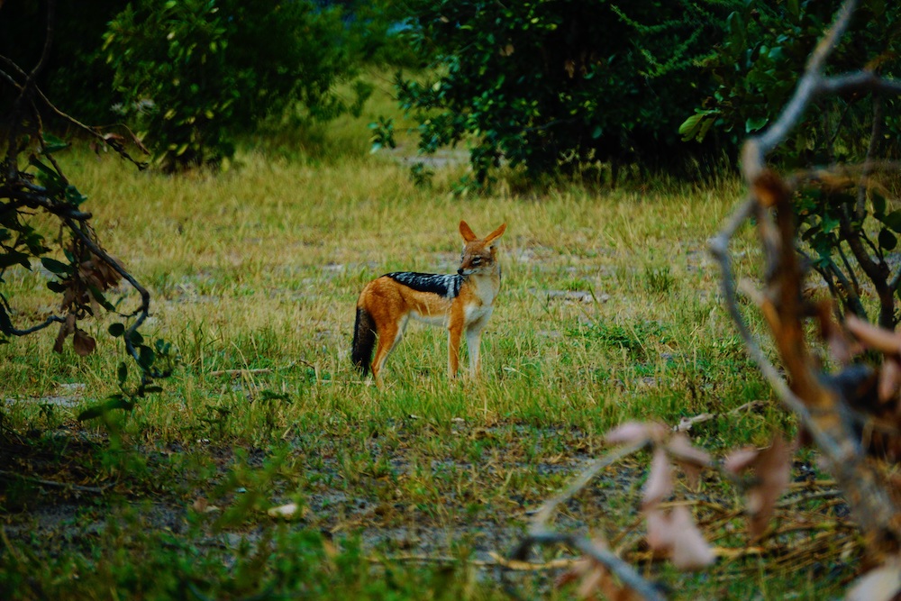 Okavango Delta Botswana jackhals