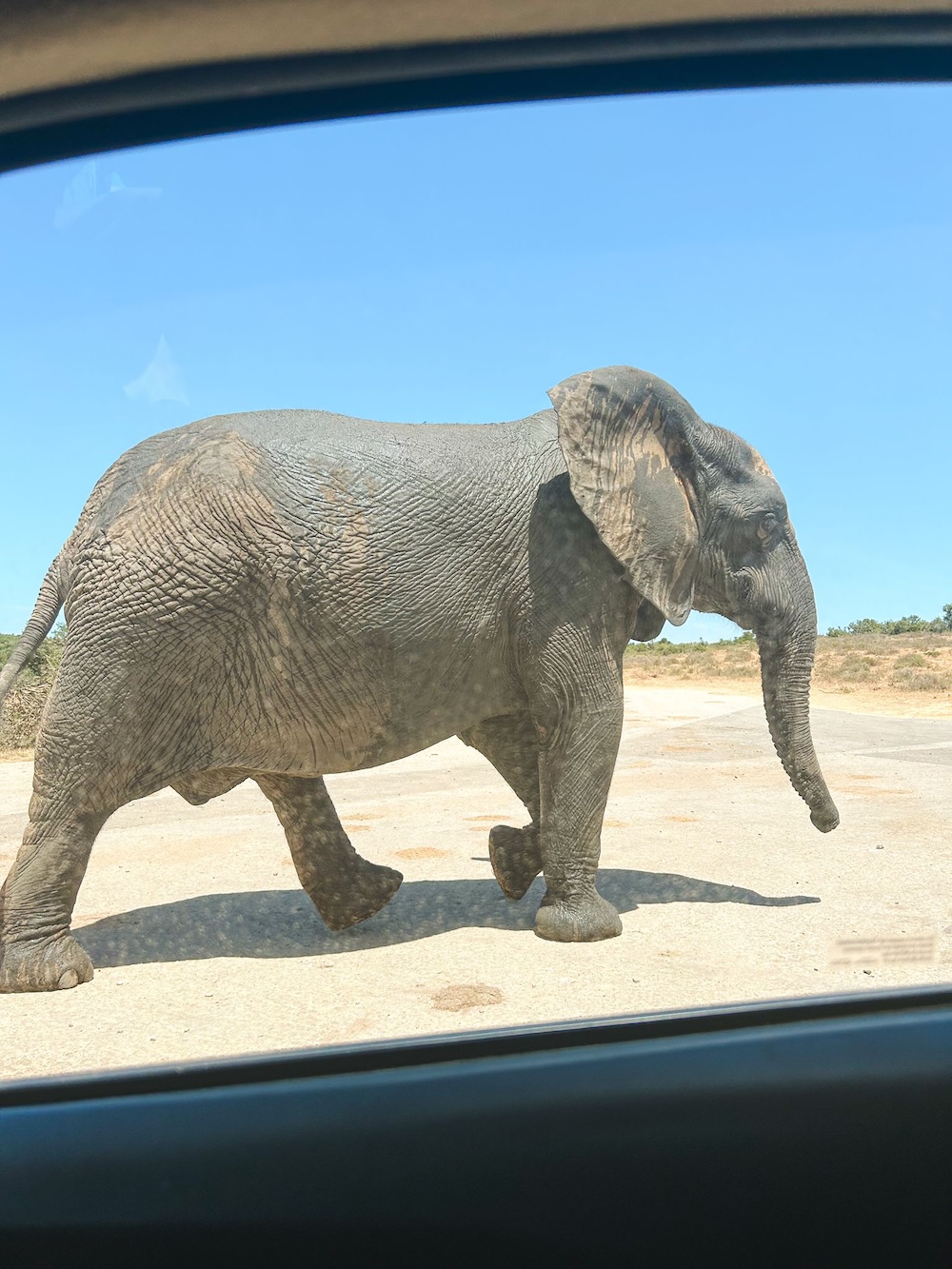 Olifant van dichtbij