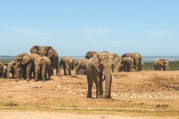 Olifanten in Addo Elephant Park