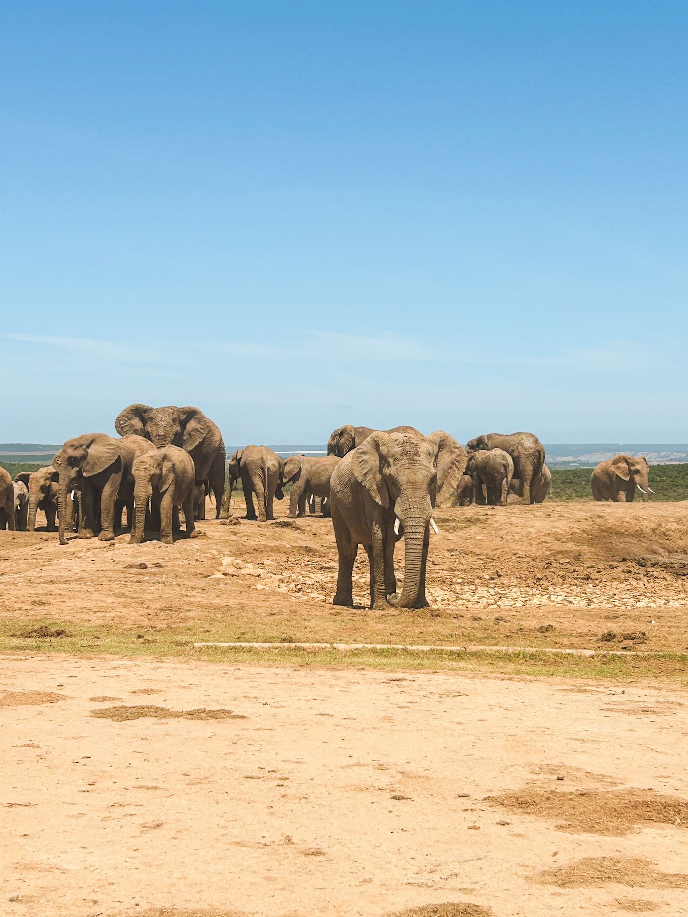 Olifanten in Addo Elephant Park