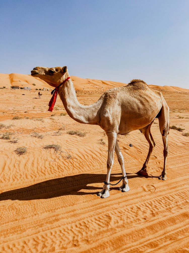 Oman Wahiba Sands