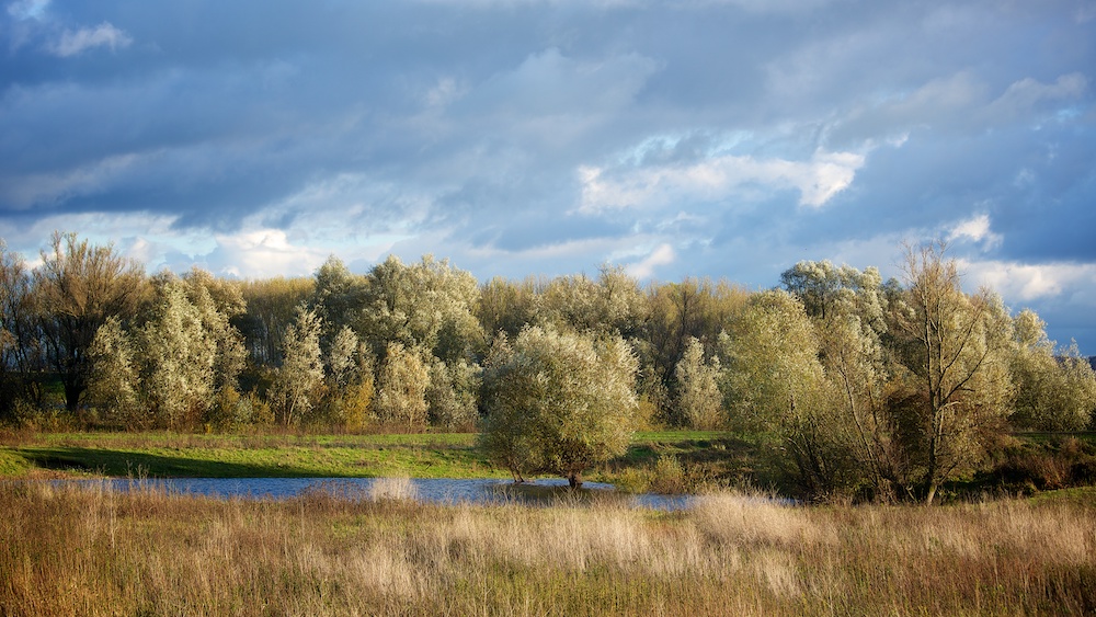 Ooijpolder